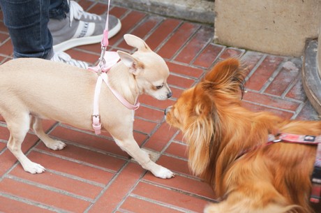 Le Touquet-Paris-Plage